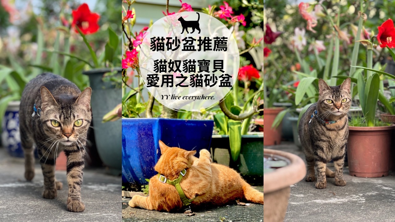 【2023貓砂盆推薦】3款愛用貓砂盆、2款高評價貓砂盆/真心推薦給你、妳們